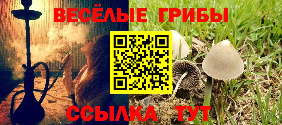 Псилоцибиновые грибы Psilocybe  Ефремов 